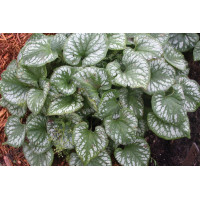 Brunnera Emerald Mist 50