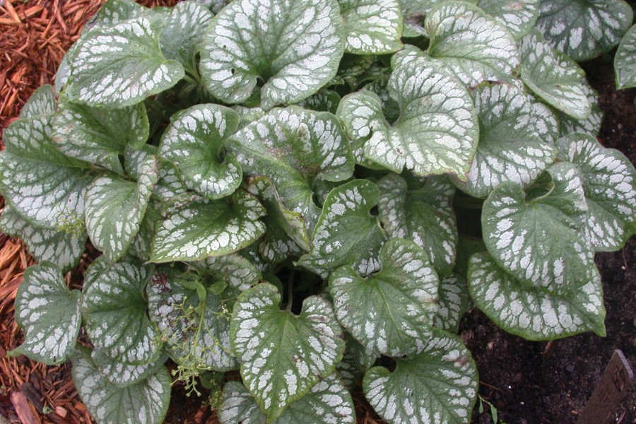 Brunnera Emerald Mist 50