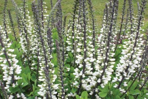 Baptisia Ivory Towers 21