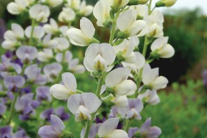 Baptisia Lunar Eclipse 72-V