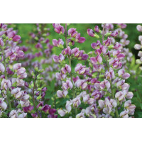 Baptisia Plum Rosy 21