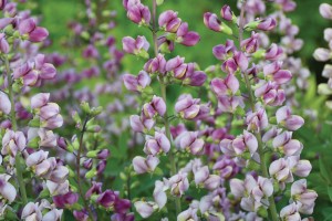 Baptisia Plum Rosy 72