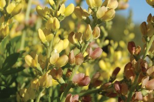 Baptisia Solar Flare Prairieblues 72-V