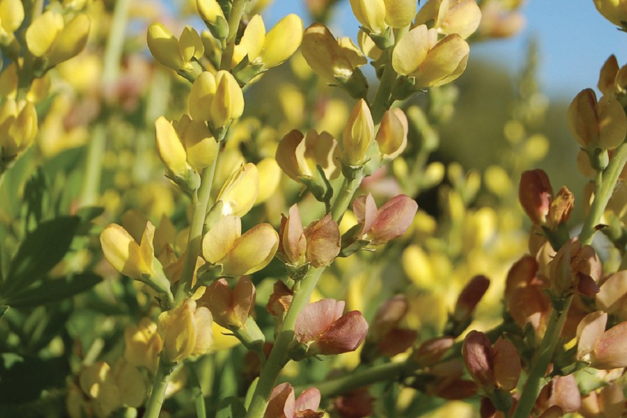 Baptisia Solar Flare Prairieblues 72