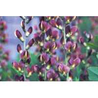 Baptisia Twilite Prairieblues 72