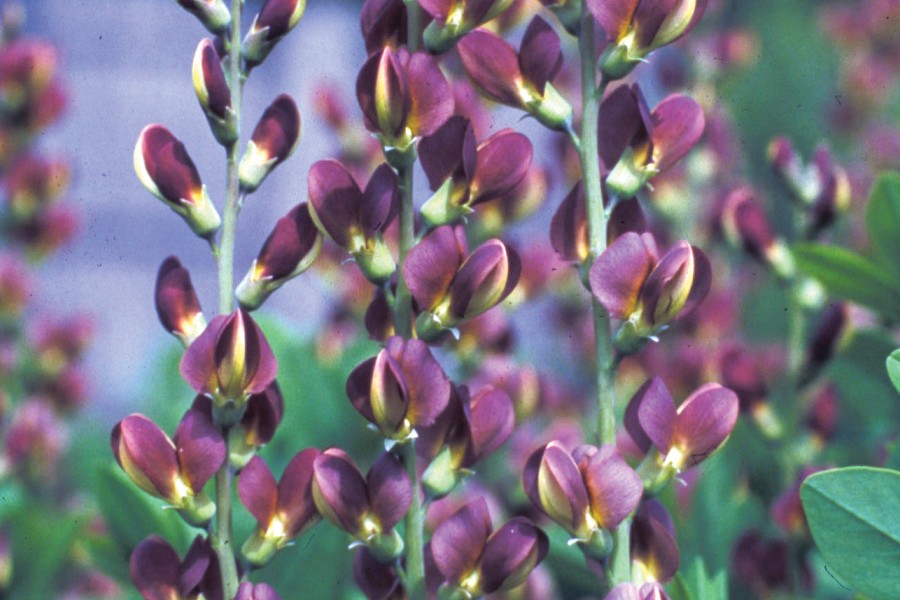 Baptisia Twilite Prairieblues 72