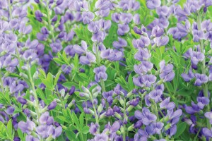 Baptisia australis 21