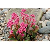 Bergenia Sakura 21