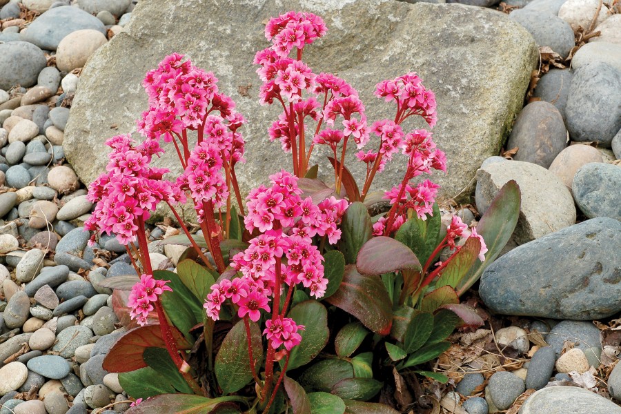 Bergenia Sakura 72