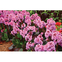 Bergenia Spring Fling 21