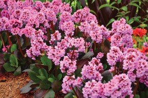 Bergenia