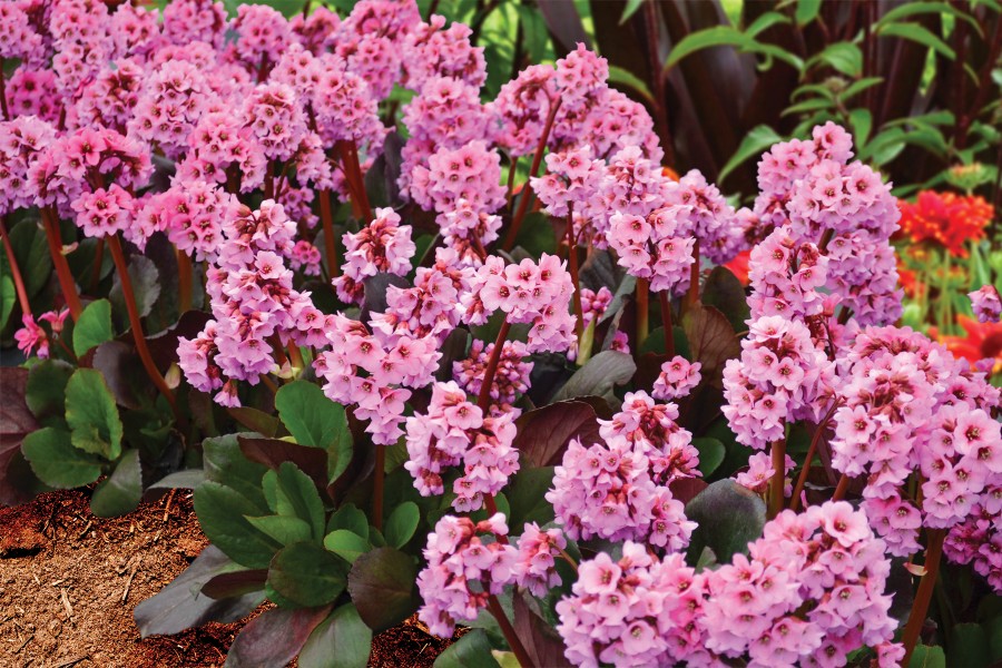 Bergenia Spring Fling 72
