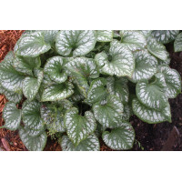 Brunnera Emerald Mist 21