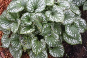 Brunnera Emerald Mist 21