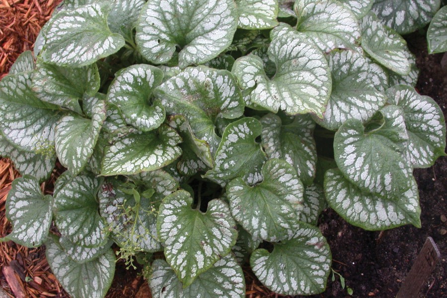 Brunnera Emerald Mist 21