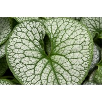 Brunnera Frost King 21 Brunnera Frost King 21