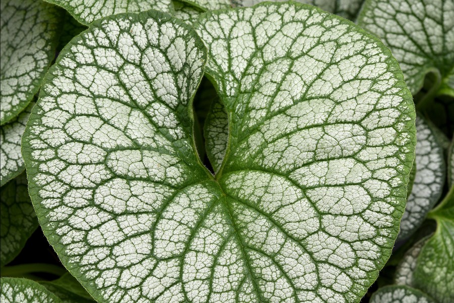 Brunnera Frost King 50 Brunnera Frost King 50