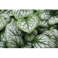 Brunnera Jack Frost 21