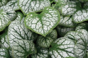 Brunnera Jack Frost 50