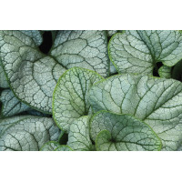 Brunnera Permafrost 50