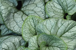 Brunnera Permafrost 21