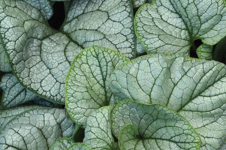 Brunnera Permafrost 50