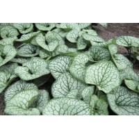 Brunnera Sea Heart 50