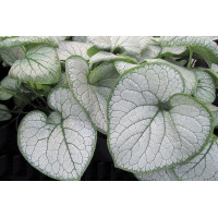 Brunnera Silver Heart 50