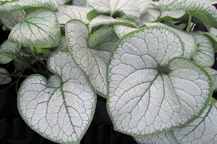 Brunnera Silver Heart 21