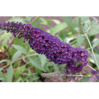 Buddleia Black Knight 21