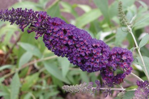 Buddleia Black Knight 50