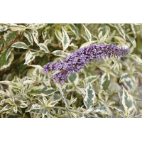 Buddleia Butterfly Gold 21