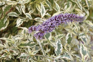 Buddleia Butterfly Gold 21
