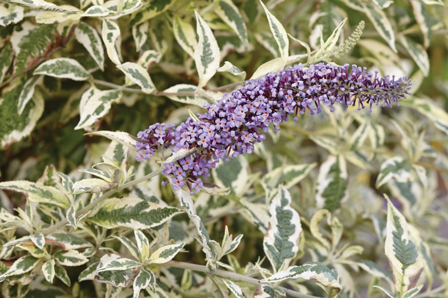 Buddleia Butterfly Gold 50