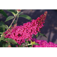 Buddleia Buzz Hot Raspberry 21