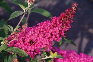 Buddleia Buzz Hot Raspberry 21