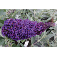 Buddleia Buzz Midnight 21