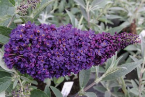 Buddleia Buzz Midnight 21