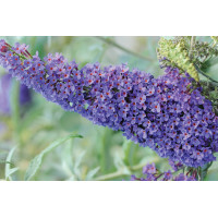 Buddleia Buzz Sky Blue 50