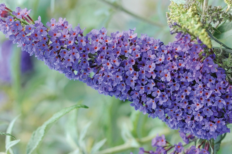 Buddleia Buzz Sky Blue 72