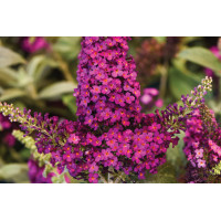 Buddleia Chrysalis Cranberry 21