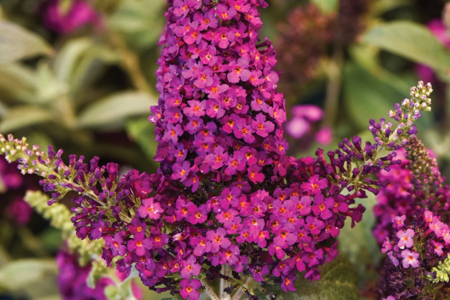 Buddleia Chrysalis Cranberry 50