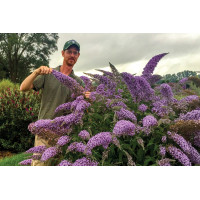 Buddleia Grand Cascade 21