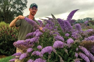 Buddleia Grand Cascade 50