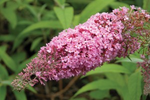 Buddleia Pink Delight 21