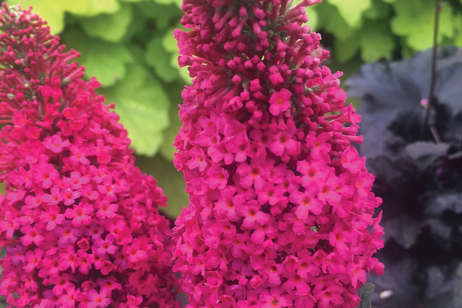 Buddleia Prince Charming 72