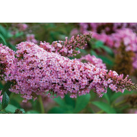 Buddleia Princess Pink 21 Buddleia Princess Pink 21