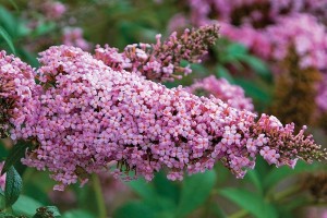 Buddleia Princess Pink 50