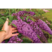 Buddleia Violet Cascade 50