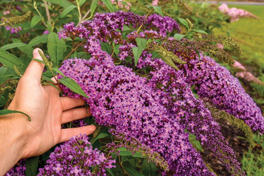 Buddleia Violet Cascade 50